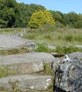 Beany Z at Postbridge